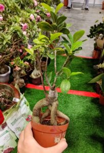 garden_fest11