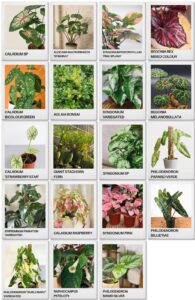 garden_fest5